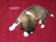 Price: $1600
CASEY is a very beautiful male out of our great boy Nikko and our very beautiful Cammie.Nikko is a very big beautiful boy and just as sweet as he can be. We are now taking deposits on this great litter .Please read our reviews and visit our