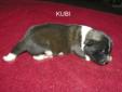 Price: $1800
KUBI is a very beautiful male out of our great boy Nikko and our very beautiful Cammie.Nikko is a very big beautiful boy and just as sweet as he can be. We are now taking deposits on this great litter .Please read our reviews and visit our
