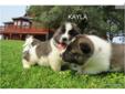 Price: $1600
KAYLA is a beautiful female out of our great boy TITAN and our very beautiful GIN.Both parents are great Akitas with amazing temperaments. We are now taking deposits on this great litter .Please read our reviews and visit our web-site. You