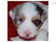 Price: $1500
AKC/ASCA Gorgeous Red Merle Male out of Rico and Suki. Mom is UKC Champion and dad is titled in obedience. Gorgeous pup, nice copper points. At Dabbs Creek Aussies we strive to produce happy, healthy, quality puppies. Shipping is extra,