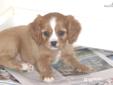 Price: $700
Raised with loving care in our home
Source: http://www.nextdaypets.com/directory/dogs/e4988777-2061.aspx