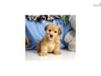 Price: $475
Adorable Yorkichon (yorki / Bichon) puppy for sale. Up-to-date on vaccinations and ready to go. Shipping is available. Please call us for more details if you are interested... 570-966-2990 (calls only - no emails)
Source: