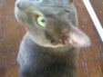 This kitty was dropped in the woods across from my house when he was just a baby. He's a Russian Blue and is beautiful. He is a bit timid around strangers until he knows that they can be trusted. He loves to hang out with his feline friends. He has become