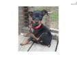 Price: $550
This advertiser is not a subscribing member and asks that you upgrade to view the complete puppy profile for this Miniature Pinscher, and to view contact information for the advertiser. Upgrade today to receive unlimited access to