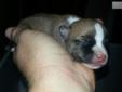 Price: $1200
The Sire is AKC Major points winner Big Daddy Yankee. Our puppies are born in our master bedroom and raised in our home with 5 other SBT's. Ebony (Momma) is already letting the others have "visitation" rights. They help clean the puppies and