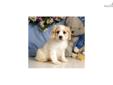Price: $475
Up-to-date on vaccinations and ready to go. Shipping is available. Please call us for more details if you are interested... 570-966-2990 (calls only - no emails)
Source: http://www.nextdaypets.com/directory/dogs/b9d75fd3-de21.aspx