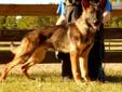 Price: $1800
This advertiser is not a subscribing member and asks that you upgrade to view the complete puppy profile for this German Shepherd, and to view contact information for the advertiser. Upgrade today to receive unlimited access to