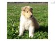 Price: $800
This advertiser is not a subscribing member and asks that you upgrade to view the complete puppy profile for this Collie, and to view contact information for the advertiser. Upgrade today to receive unlimited access to NextDayPets.com. Your