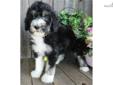 Price: $900
AWESOME LITTER OF SHEEPADOODLES PUPPIES NOW AVAILABLE!! Sable is a Sheepadoodle out of our new litter of 11 beautiful puppies born on March 14th. She is NON-SHEDDING & HYPO ALLERGENIC! A Sheepadoodle is a cross between a Standard Poodle and an