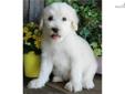 Price: $900
AWESOME LITTER OF SHEEPADOODLES PUPPIES NOW AVAILABLE!! Sadie is a VERY RARE Cream & White with an awesome personality to match her unique looks!!! Sadie is a Sheepadoodle out of our new litter of 11 beautiful puppies born on March 14th. She