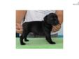 Price: $1200
This advertiser is not a subscribing member and asks that you upgrade to view the complete puppy profile for this Staffordshire Bull Terrier, and to view contact information for the advertiser. Upgrade today to receive unlimited access to
