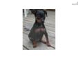 Price: $550
This advertiser is not a subscribing member and asks that you upgrade to view the complete puppy profile for this Miniature Pinscher, and to view contact information for the advertiser. Upgrade today to receive unlimited access to