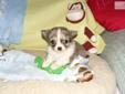 Price: $750
He is the sweetest little boy. There was 4 in his litter. His coat is a georgous thick long coat that is lavander merle which is a cross between blue and chocolate. He loves to be held and is great at giving lots of kisses. He will come with