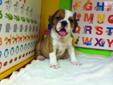 Price: $750
3/4 English Bulldog Puppies. FEMALE. She has all her shots and worming up to date, she was checked by a vet. She comes with a Free Vet Check up. And with a Written 2 Year Congenital Guarantee. Raised around small kids. Very sweet and playful