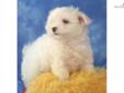 Price: $1800
This advertiser is not a subscribing member and asks that you upgrade to view the complete puppy profile for this Maltese, and to view contact information for the advertiser. Upgrade today to receive unlimited access to NextDayPets.com. Your