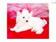 Price: $1200
This advertiser is not a subscribing member and asks that you upgrade to view the complete puppy profile for this Maltese, and to view contact information for the advertiser. Upgrade today to receive unlimited access to NextDayPets.com. Your