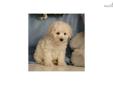 Price: $475
Up-to-date on vaccinations and ready to go. Shipping is available. Please call us for more details if you are interested... 570-966-2990 (calls only - no emails)
Source: http://www.nextdaypets.com/directory/dogs/d1dc1a4e-5821.aspx