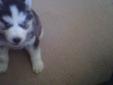 Price: $390
This is a beautiful black and white female with blue eyes, she has nice markings in her face. Shipping is available but its not included. We could take the puppy to certain places for a lesser amount like Dallas, Forthworth. Atlanta,