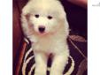 Price: $1250
This advertiser is not a subscribing member and asks that you upgrade to view the complete puppy profile for this Samoyed, and to view contact information for the advertiser. Upgrade today to receive unlimited access to NextDayPets.com. Your