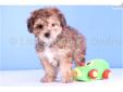 Price: $450
Samson is a sweet little Morkie!! He is only going to be around 8 pounds full grown!! Our puppies make great pets, are fun to play with, and give lots of love. Samson is a great choice for a first time puppy owner! He comes with a one year