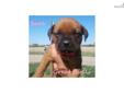 Price: $1200
AKC Bullmastiff Puppies!! Puppies will be Socialized companion pet or show/breeding puppies. Puppies come with 2 sets of shots, wormed, dewclaws removed, health guarantee, health certificate, shipping options: Shipping Available in the