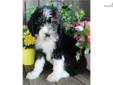 Price: $900
AWESOME LITTER OF SHEEPADOODLES PUPPIES NOW AVAILABLE!! Sarge is a Sheepadoodle out of our new litter of 11 beautiful puppies born on March 14th. He is NON-SHEDDING & HYPOALLERGENIC! A Sheepadoodle is a cross between a Standard Poodle and an