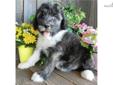Price: $900
AWESOME LITTER OF SHEEPADOODLES PUPPIES NOW AVAILABLE!! Sasha is a Sheepadoodle out of our new litter of 11 beautiful puppies born on March 14th. Sasha is a very RARE FLASHY Brindle with such an enchanting personality!! She is NON-SHEDDING &