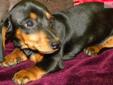 Price: $650
This advertiser is not a subscribing member and asks that you upgrade to view the complete puppy profile for this Dachshund, Mini, and to view contact information for the advertiser. Upgrade today to receive unlimited access to