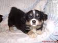 Price: $550
This pup will be approx. 14-15" adult size. Raised in our home with loving care. Call for info: 609-649-9922 or 803-834-8677 www.aussietails.net
Source: http://www.nextdaypets.com/directory/dogs/3ed05e4d-1401.aspx