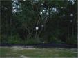 City: Savannah
State: Ga
Price: $227000
Property Type: Land
Agent: Tommy Danos
Contact: 912-660-6412
EXCEPTIONAL WATERFRONT LOT IN ASHFORD CLOSE, THE NEWEST SUBDIVISION IN THE COFFEE CLUFF AREA. BEAUTIFUL VIEW OF THE FOREST RIVER, VERY HIGH LOT WITH
