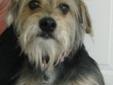 This sweet faced girl looks sort of like a large Yorkie! We think she is a Schnauzer mix. Sometime ago, she was a heartworm positive stray at the Bainbridge (GA) humane society. Funds were raised to treat her and she was adopted. Then after several