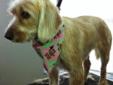 Sandee is a sweet little girl of about 20 pounds. She is good with dogs and loves to play. She loves attention and is very loving. Sandee will need regular grooming. She chases cats, so a home without cats is preferred. We are a foster based group and do