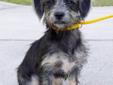 Meet Cheery, a precious 5-month-old female Schnoxie (Schnauzer x Dachshund). We didn't even know there was such a thing as a Schnoxie -- then along came Cheery! Aptly named, Cheery is such a joyful little girl. She weighs just 9 lbs., but don't tell her