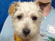 Fritiz is a cute grey/white schnauzer/poodle mix Male, long tail, soft coat. He is 1 yr old and weighs 12 lbs. Seems housetrained, no issues yet. Full grown, very sweet and affectionate. Good on a leash, loves to be held and rubbed. The adoption fee is