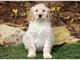 Price: $500
This frisky Goldendoodle puppy love to run and play! He is vet checked, vaccinated, wormed and health guaranteed. He is a friendly puppy who is active, peppy and full of life. This puppy was born on February 5th and his momma is a Golden