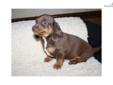 Price: $500
Please call to arrange an appointment to meet this awesome ACA Registered Dachshund puppy. (Closed Sundays) The perfect puppy for someone you love!! Vaccinations started. This puppy has been De-wormed as well. Health guaranteed. If you are