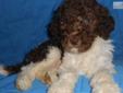 Price: $1500
Scott is an adorable chocolate and white multigeneration Australian Labradoodle puppy. He has a soft fleece coat and is very affectionate. He loves to give puppy kisses and loves to show you his puppy tricks. He is outgoing and greets you