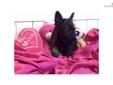 Price: $500
This advertiser is not a subscribing member and asks that you upgrade to view the complete puppy profile for this Scottish Terrier, and to view contact information for the advertiser. Upgrade today to receive unlimited access to
