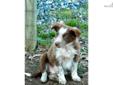 Price: $600
Scout is a red & white mottled border collie boy available to an approved home. At 7.5 weeks of age, he was temperament tested. He would make an excellent prospect for competition in agility or herding. He loves chasing toys across the floor