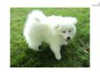 Price: $450
This is a UKC registered purple ribbon bred American Eskimo puppy. His sire is a champion eskimo. He is the dog in the picture. The puppy should mature to be about 16-18 pound. The puppy is PRA clear. Shipping is available for an extra $300.