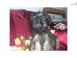 Price: $700
This advertiser is not a subscribing member and asks that you upgrade to view the complete puppy profile for this Brussels Griffon, and to view contact information for the advertiser. Upgrade today to receive unlimited access to