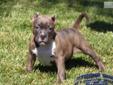 Price: $1200
AVAILABLE!!! www.STRONGSIDEBULLIES.com... That's right ONLY $1200 AND shipping included!! ...WILL NOT LAST LONG AT THIS PRICE! Short and wide POCKET PIT BULLIES.. SHOCK G is one of the most popular Pocket Bully Pit studs in the world... He