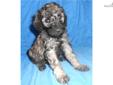 Price: $2000
Shady is a super rare Sable Phantom Multigene Labradoodle girl. She has a wavy coat and will be non-shedding. She is so sweet and loving and already knows how to sit. Super affectionate !! She is a 3rd generation Labradoodle and should mature