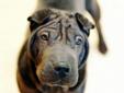 More about SANDY Pet ID: 12-141 ? Primary color: Gray, Blue or Silver ? Coat length: Short SANDY's Contact Info Wood County Dog Shelter , Bowling Green, OH 419-354-9242 Email Wood County Dog Shelter See more pets from Wood County Dog Shelter For more