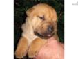 Price: $300
This advertiser is not a subscribing member and asks that you upgrade to view the complete puppy profile for this Chinese Shar-Pei, and to view contact information for the advertiser. Upgrade today to receive unlimited access to