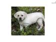 Price: $1250
Bella Rose is so adorable you just can't help but scoop her up in your arms. She loves everyone and doesn't have a shy bone in her beautiful little body. She is packaged perfectly with no one part taking precedent over another. Bella is of