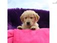 Price: $750
This advertiser is not a subscribing member and asks that you upgrade to view the complete puppy profile for this Golden Retriever, and to view contact information for the advertiser. Upgrade today to receive unlimited access to