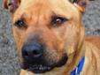 Hi, I'm Cosmo, and I am a very handsome boy. I came into the shelter as a stray, and though I had a micro chip, my owner could not be reached and never came for me. So now I'm available to you to start a new life. I love attention and to go for walks. I
