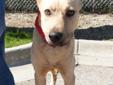 Brooke was rescued along with several other dogs that had been living as a pack in a neighborhood in Detroit. Before rescue, he had very little contact with humans, so he is still a quite a bit timid around people. Brooke is a sweet young male who should