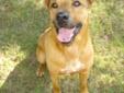 Hector is a good looking neutered male shepherd mix. This boy is a happy go lucky smile a minute kind of guy with personality plus. Can't you just see the fun and mischief in his smile? Hector is a super handsome fella - low slung and nicely shaped. He